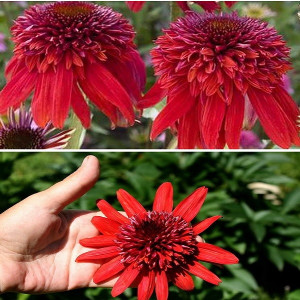 Эхинацея Эксцентрик  